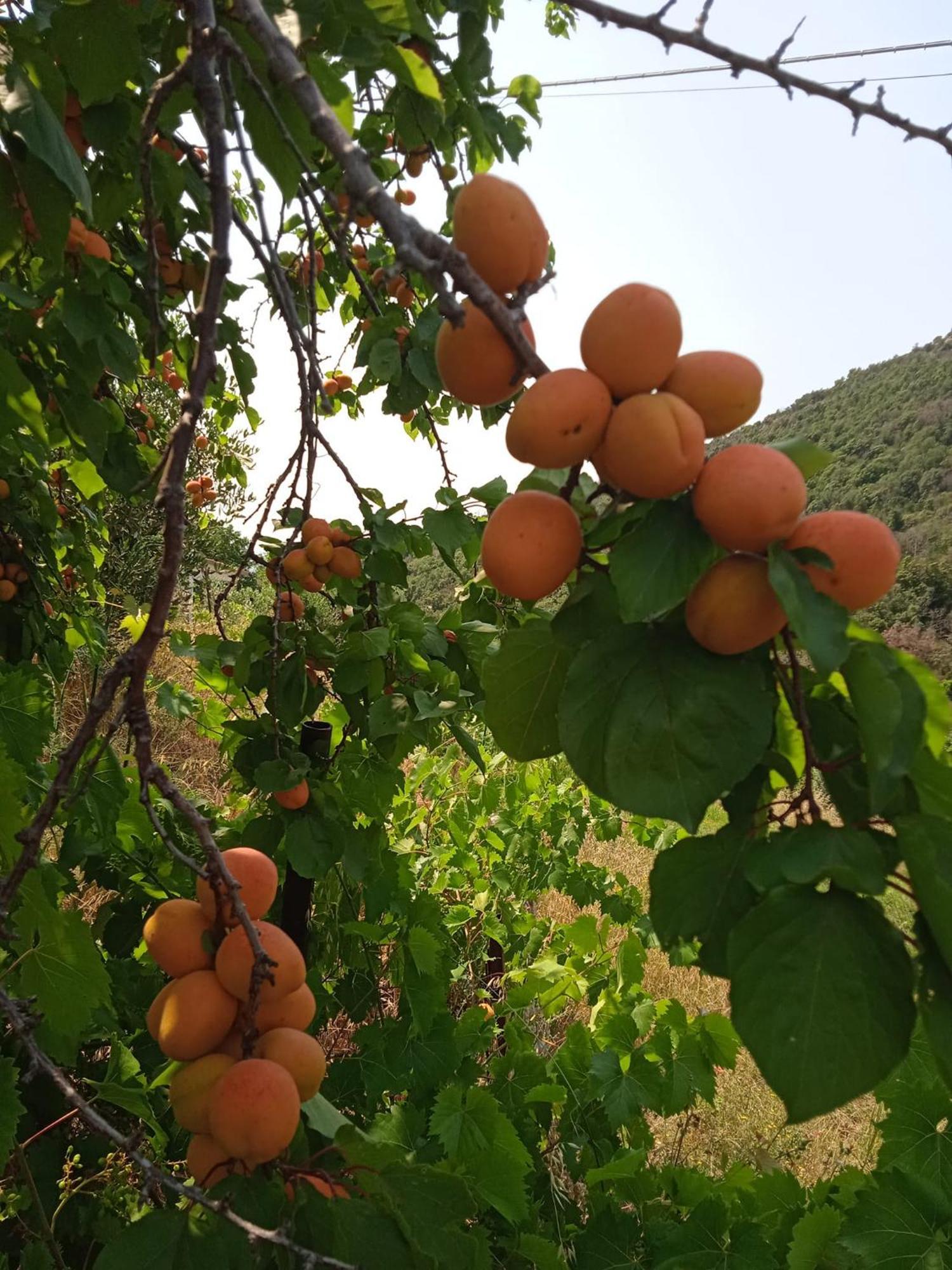 Dell'amicizia Seccheto
