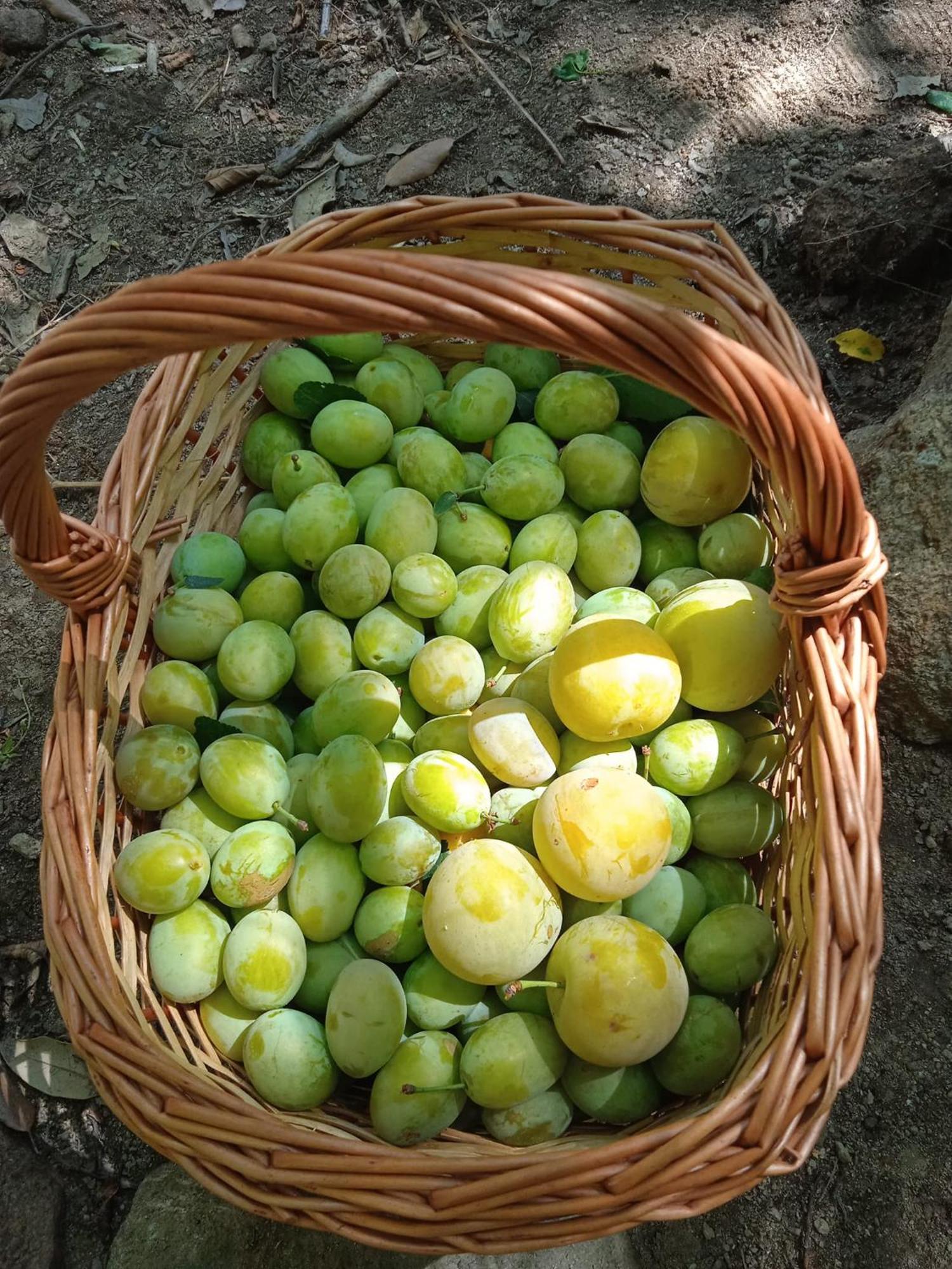 Dell'amicizia Seccheto