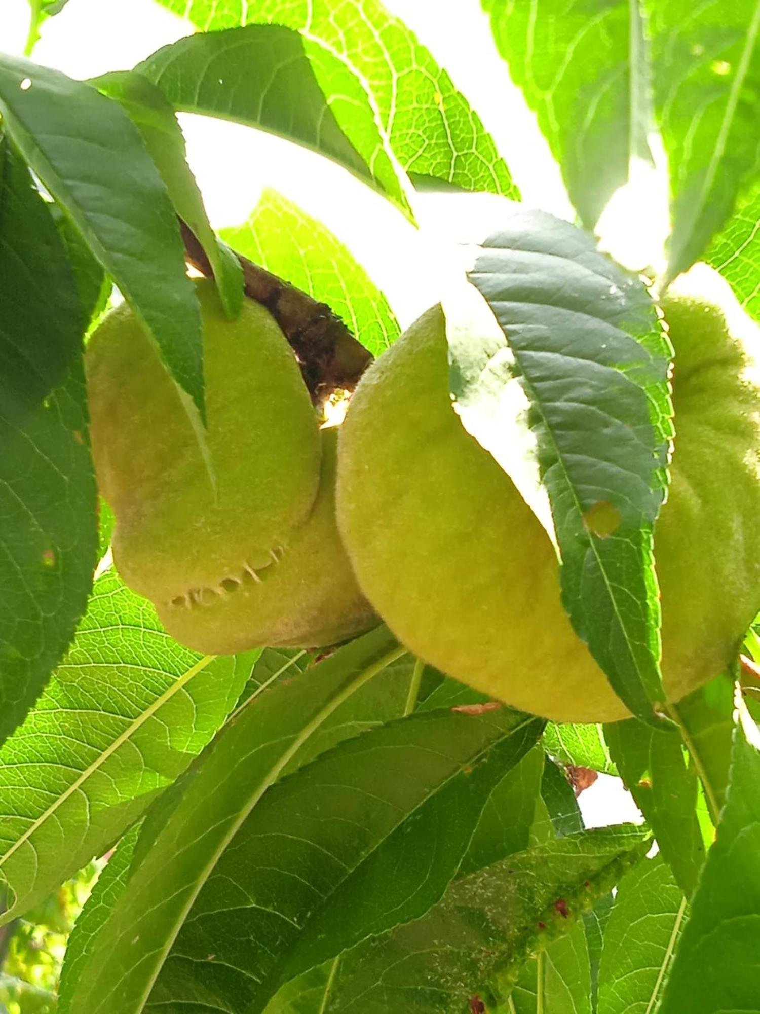 Dell'amicizia Seccheto